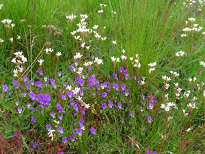 V�gkantsflora